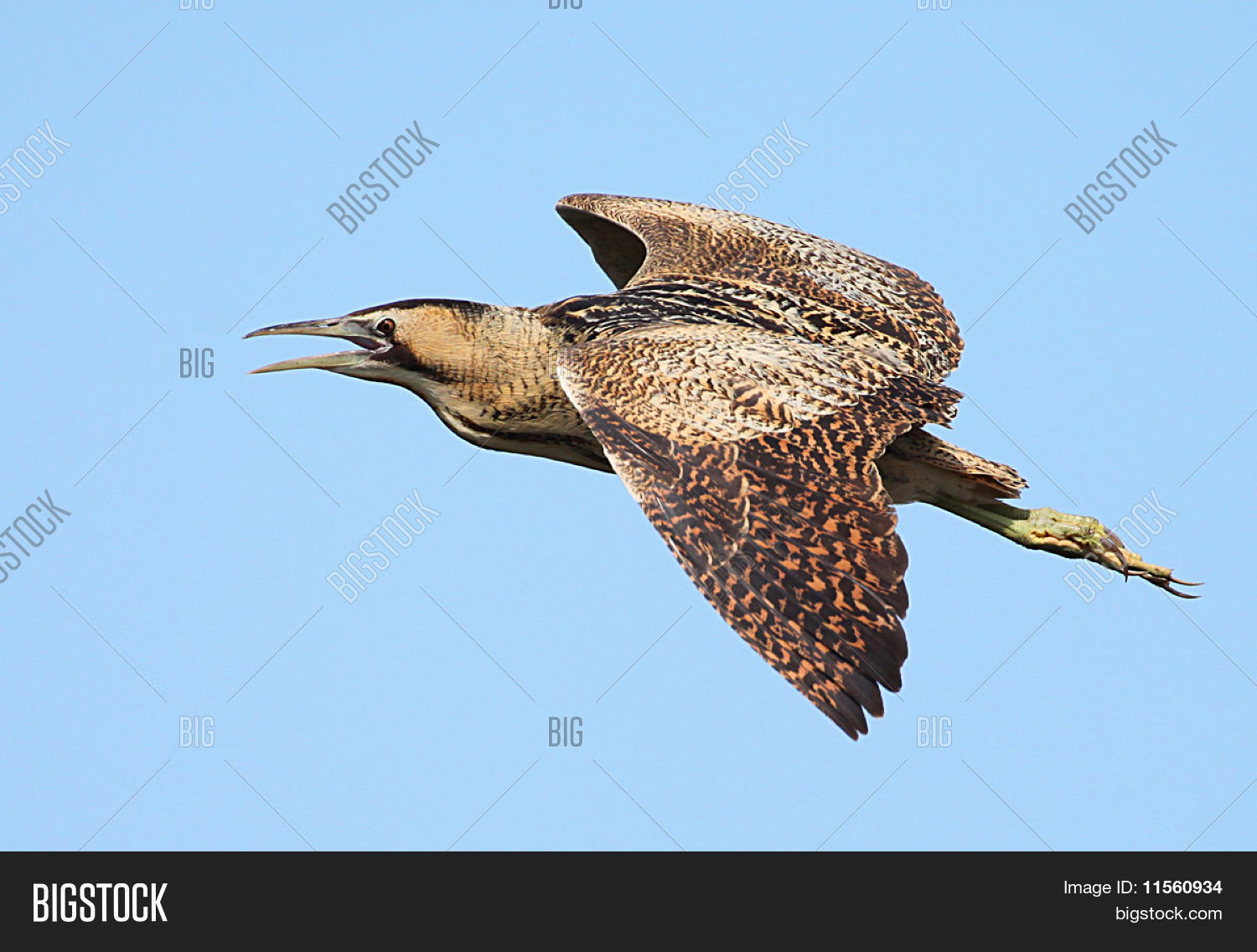 Image Preview