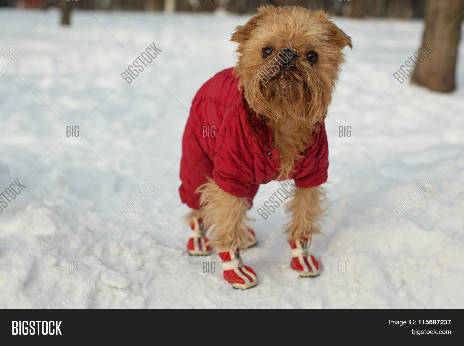 Dog Clothes Shoes Image & Photo (Free Trial) Bigstock