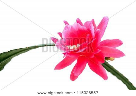 Pink Epiphyllum flower