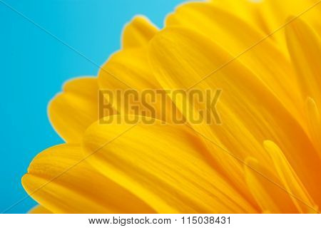 Yellow Gerbera Daisy Flower Close Up