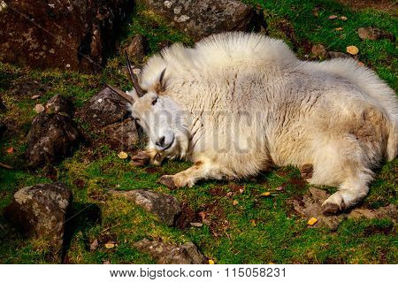 Rocky Mountain Goat