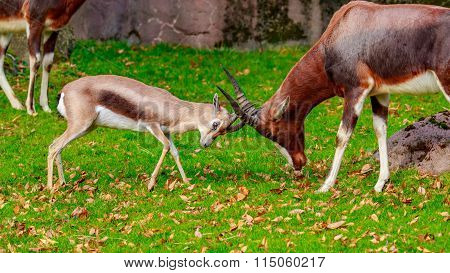 Speke Gazelle Headbutt With Bontebok Antelope