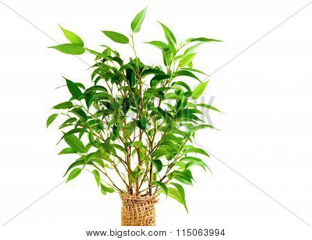 Leaves Of Ficus Benjamina