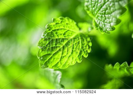 Green fresh melissa officinalis