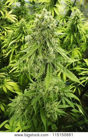 Big Marijuana Bud with Crystals on Cannabis Plant at Indoor Farm
