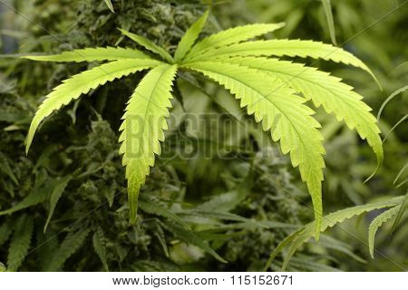 Big Marijuana Leaf on Indoor Cannabis Plant