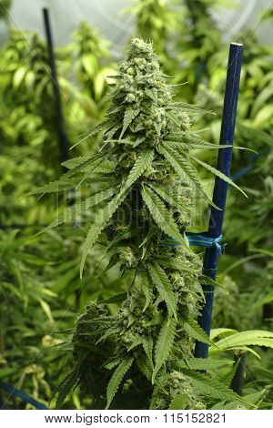 Long Marijuana Bud on Tall Cannabis Plant at Indoor Farm