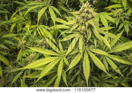 Close Up Marijuana Bud and Leaves on Indoor Plant