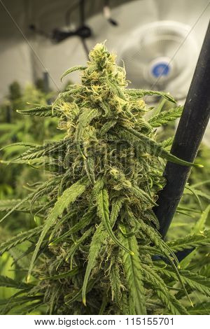 Indoor Marijuana Plant with Bud Staked Up