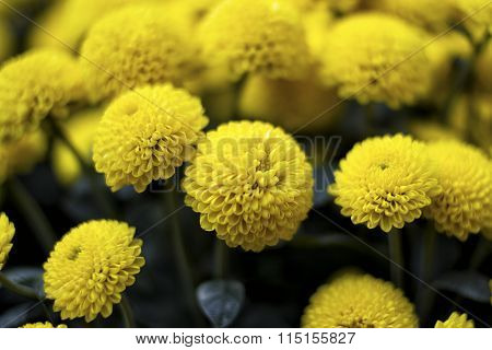 Yellow Chrysanthemum