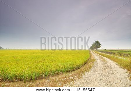 Paddy Field During Foggy Morning