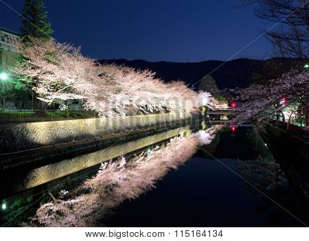 Biwa lake canal with sakura tree at night