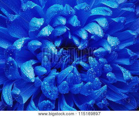 Chrysanthemum with water drops