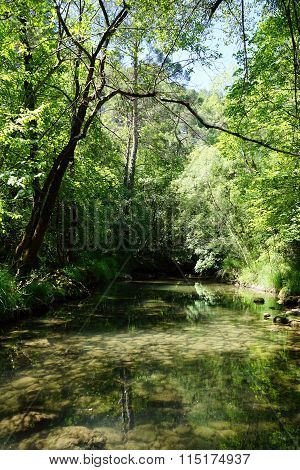 Forest River