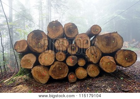 Logs In The Forest