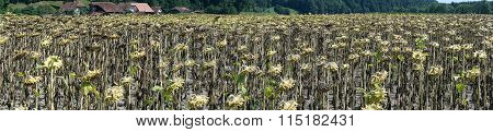 Sunflower With Seeds