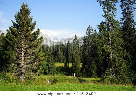 Fir Trees