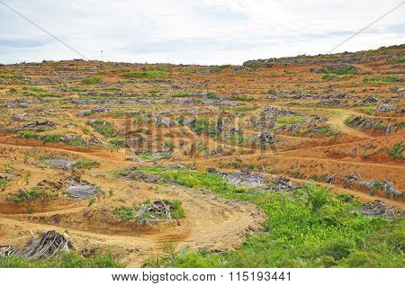 Deforestation And Replanting Of Young Oil Palm Tree
