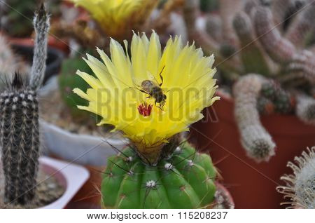cactus Notocactus ottonis