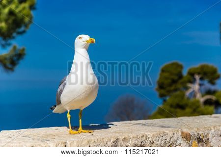 Standing Seagull With Blue Sky In The Background