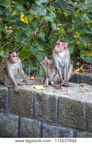 Group of monkeys at Elephanta Island Mumbai India