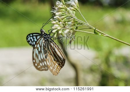 Beautiful Butterfly - Chilasa Agestor Matsumurae