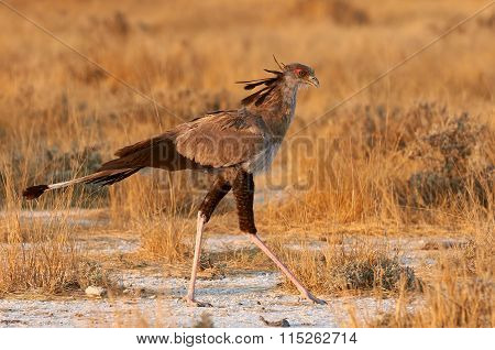 Secretarybird Walks In The Bush