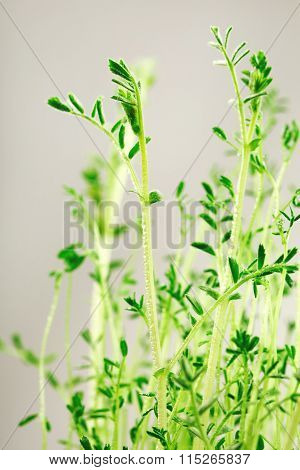 Fresh little green spouts of lentils