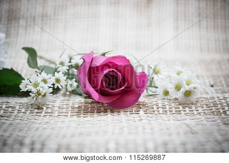 Focus Red Rose, In Concept Flower Backgroud