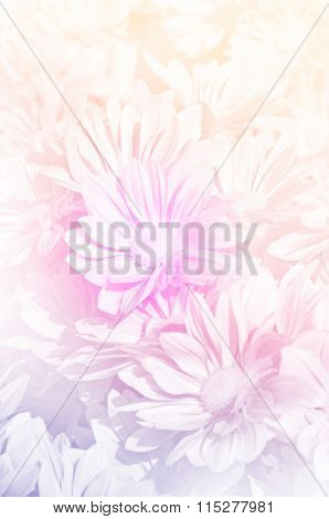 Spray Type Of Chrysanthemum In Pastel Tone.