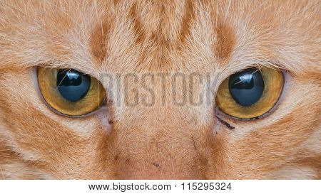 close up at the eyes