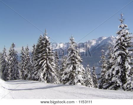 Snowcovered træer