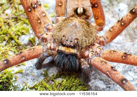 Wolf Spider