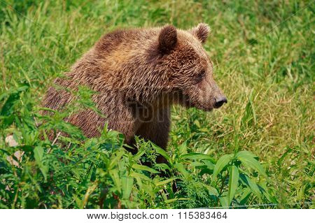 Brown bear with forest landscape