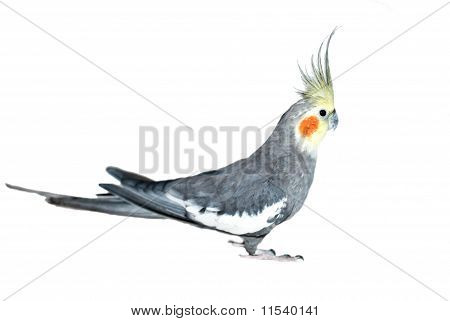 새