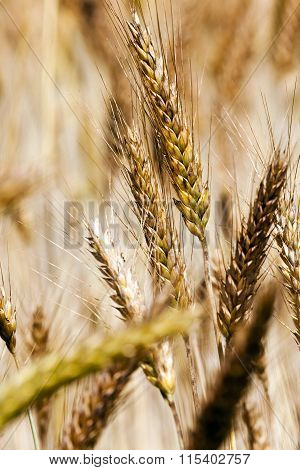 Agricultural Field On Which Grow Up Ready To Harvest Ripe Yellow Cereals