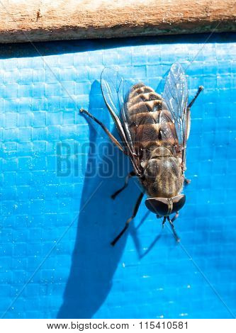 Fly / brake / horsefly - bloodsucker close