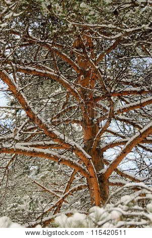Winter Time In A Park On A Frosty Day