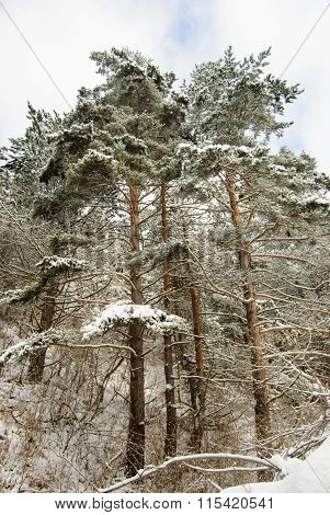 Winter Time In A Park On A Frosty Day
