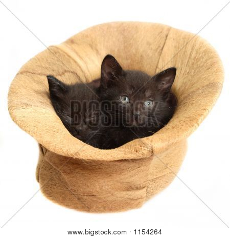 Gatitos en un sombrero