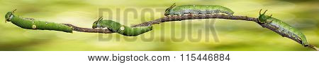 Caterpillar Of Tawny Rajah Butterfly