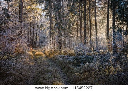 Forest