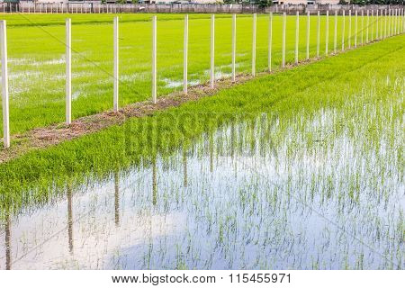 The Ridge Staight Way Thougt The Rice Field