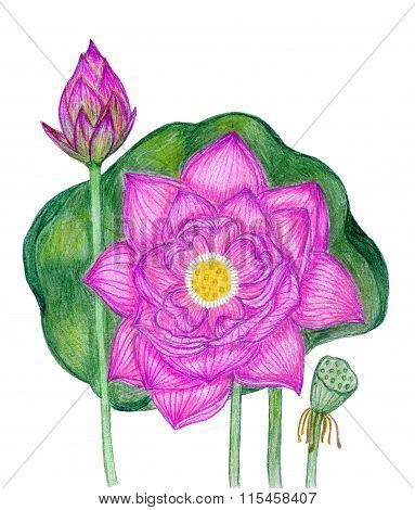 Blooming Pink Lotus