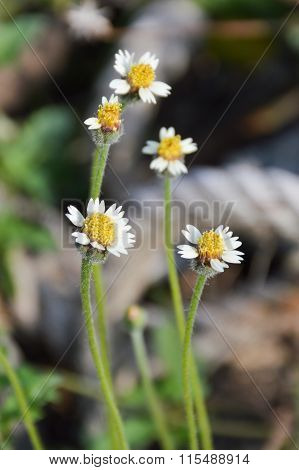 Coatbuttons flower in garden