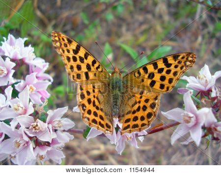 Farfalla su fiore rosa
