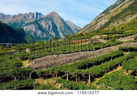 Vineyards Located In Aosta Valley With Mountains In The Background