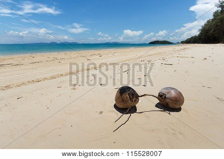 Coconuts On The Beach