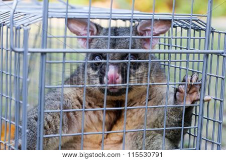 Possum Caught In a Trap