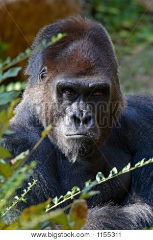 Silverback gorila